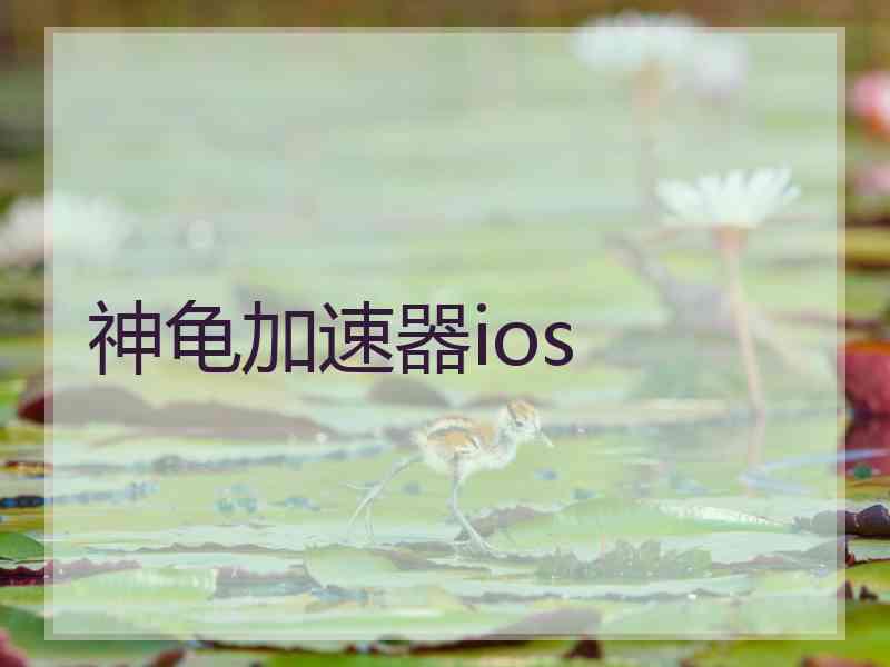 神龟加速器ios