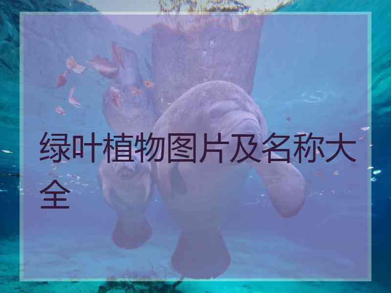 绿叶植物图片及名称大全