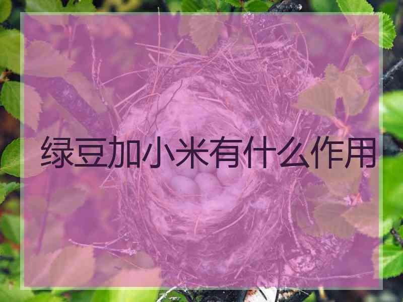 绿豆加小米有什么作用