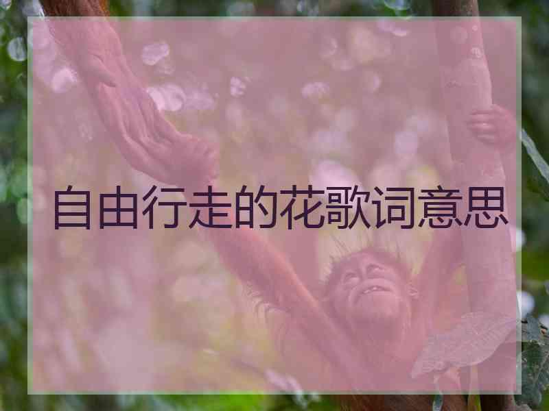 自由行走的花歌词意思