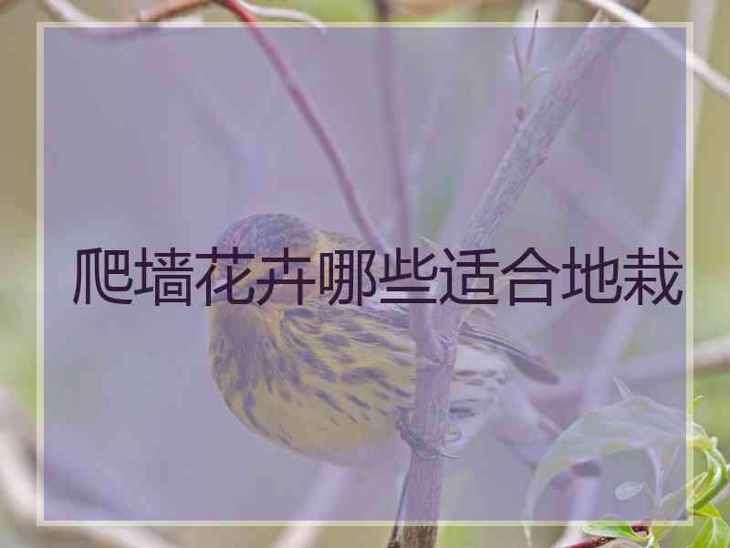 爬墙花卉哪些适合地栽