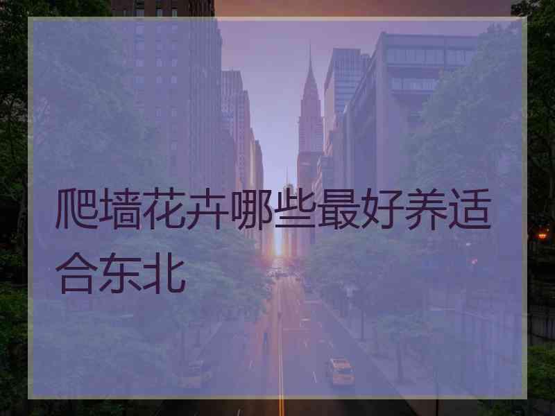 爬墙花卉哪些最好养适合东北