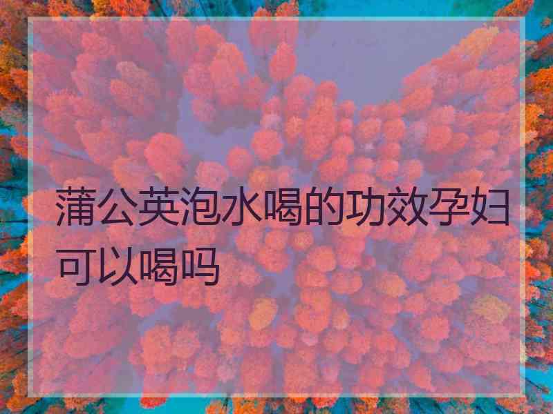 蒲公英泡水喝的功效孕妇可以喝吗