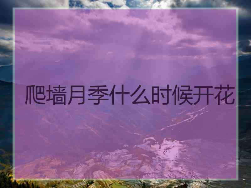 爬墙月季什么时候开花