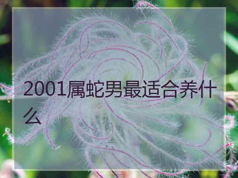 2001属蛇男最适合养什么