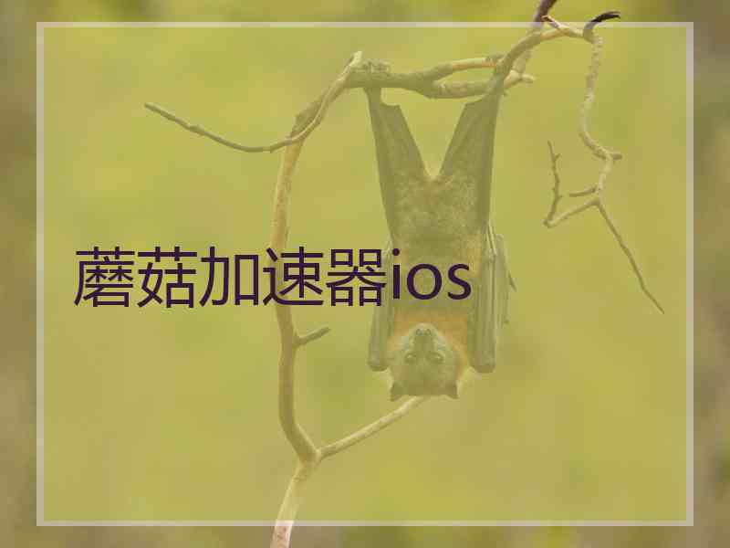 蘑菇加速器ios