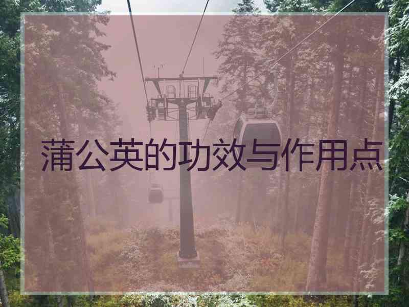 蒲公英的功效与作用点